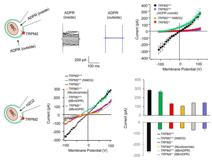 TRP Channels Creative Bioarray